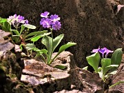 64 Primula albenensis alla S-cepa dol geru in Val Gerona (1220 m)